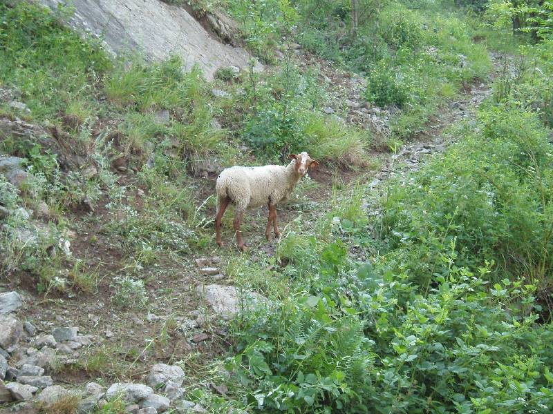 Youri - Ecrins 2005 018 